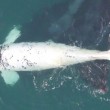 VIDEO YOUTUBE Balena bianca: avvistamento del raro cucciolo in Australia