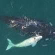 VIDEO YOUTUBE Balena bianca: avvistamento del raro cucciolo in Australia 2