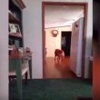 VIDEO YOUTUBE Filma una strana presenza in casa: "E' il fantasma del mio cane" 2