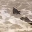 VIDEO YOUTUBE Dozzine di coccodrilli assaltano auto nella strada allagata