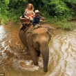 Elefante innamorato calpesta proprietario e scappa per inseguire femmina02