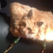 Il gatto imbalsamato trasformato in borsetta: venduto all'asta per 360€02