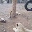 Cucciolo di cane che riesce ad allontanare tre leoni4
