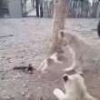 Cucciolo di cane che riesce ad allontanare tre leoni