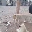 Cucciolo di cane che riesce ad allontanare tre leoni2