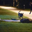 Svezia, sparatoria a Malmoe: 4 feriti. Pacco sospetto davanti scuola Goteborg 2