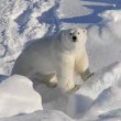Artico, 5 scienziati intrappolati in base di ricerca: ostaggio degli orsi
