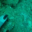 VIDEO YOUTUBE Pesce leone punge sub: le grida di dolore sott'acqua