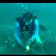 VIDEO YOUTUBE Pesce leone punge sub: le grida di dolore sott'acqua 2