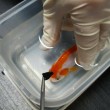 Pesce rosso ingoia un sassolino: intervento da 500 euro per salvarlo03