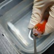 Pesce rosso ingoia un sassolino: intervento da 500 euro per salvarlo02
