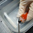 Pesce rosso ingoia un sassolino: intervento da 500 euro per salvarlo08