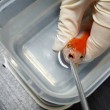 Pesce rosso ingoia un sassolino: intervento da 500 euro per salvarlo06