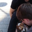 VIDEO YOUTUBE Il terribile attacco del pit bull al cucciolo di beagle 2