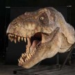 T-Rex, nuovi resti di dinosauro trovati a Hell Creek