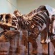 T-Rex, nuovi resti di dinosauro trovati a Hell Creek 2