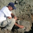 T-Rex, nuovi resti di dinosauro trovati a Hell Creek 4