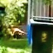 VIDEO YOUTUBE Tigre della Tasmania estinta o no? Avvistamento sospetto in Australia
