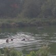 Affonda in auto nel lago col suo cane tre persone li salvano 9