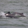 Cucciolo delfino con rete da pesca intorno alla testa2