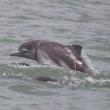 Cucciolo delfino con rete da pesca intorno alla testa