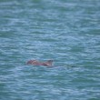 Cucciolo delfino con rete da pesca intorno alla testa3