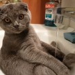 Gatto seduto nel lavandino si lava
