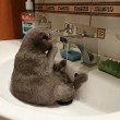 Gatto seduto nel lavandino si lava 2