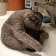 Gatto seduto nel lavandino si lava 4