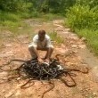 India, libera 285 serpenti nella foresta: "Sono nostri amici"2