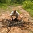 India, libera 285 serpenti nella foresta: "Sono nostri amici"