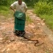 India, libera 285 serpenti nella foresta: "Sono nostri amici"3