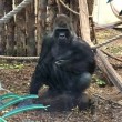 Londra, gorilla spacca vetro zoo e scappa catturato dopo un'ora e mezza6