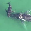 Mamma balena incagliata nella sabbia, cucciolo riesce a liberarla