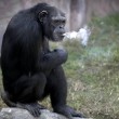 Azalea, la scimpanzé che fuma (ma non aspira) FOTO