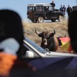 Spagna, tori provocati e infilzati dalle auto4