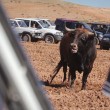 Spagna, tori provocati e infilzati dalle auto2