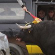 Spagna, tori provocati e infilzati dalle auto