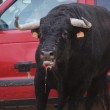 Spagna, tori provocati e infilzati dalle auto9