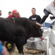 Spagna, tori provocati e infilzati dalle auto8