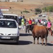 Spagna, tori provocati e infilzati dalle auto7