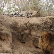 Leone attacca leopardo mentre dorme7