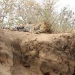 Leone attacca leopardo mentre dorme9