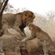 Leone attacca leopardo mentre dorme2