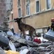 Terremoto 30 ottobre: cani in Valnerina cominciano a ululare mezzora prima