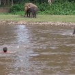 Elefantino salva ranger che fa finta di annegare 4