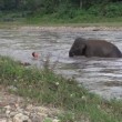 Elefantino salva ranger che fa finta di annegare 2