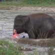 Elefantino salva ranger che fa finta di annegare 3