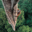 Orango sull'albero a 30 metri d'altezza2