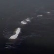YOUTUBE "Mostro di Loch Ness in Alaska": misterioso video